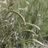 Слика од Astrebla pectinata (Lindl.) F. Muell. ex Benth.