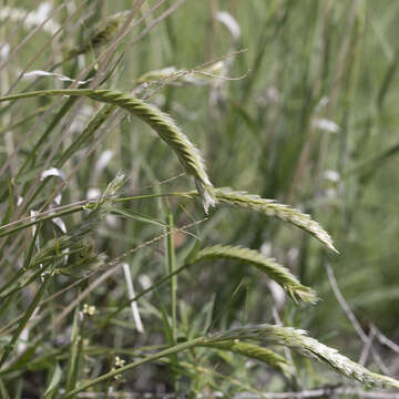 Image de Astrebla pectinata (Lindl.) F. Muell. ex Benth.