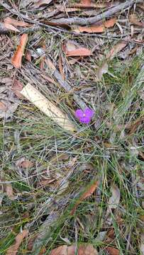 Image of Patersonia sericea var. longifolia (R. Br.) C. Moore & Betche