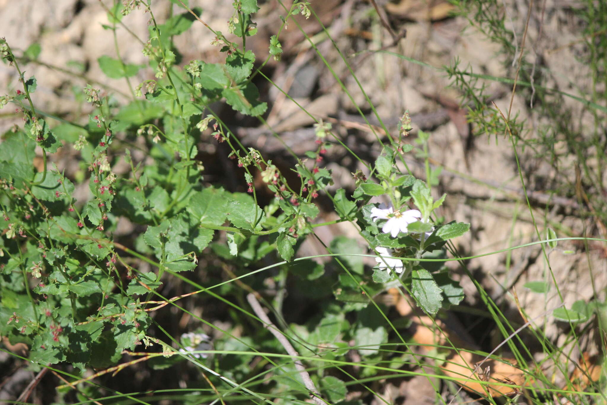 Image of Gonocarpus mezianus (Schindl.) Orchard