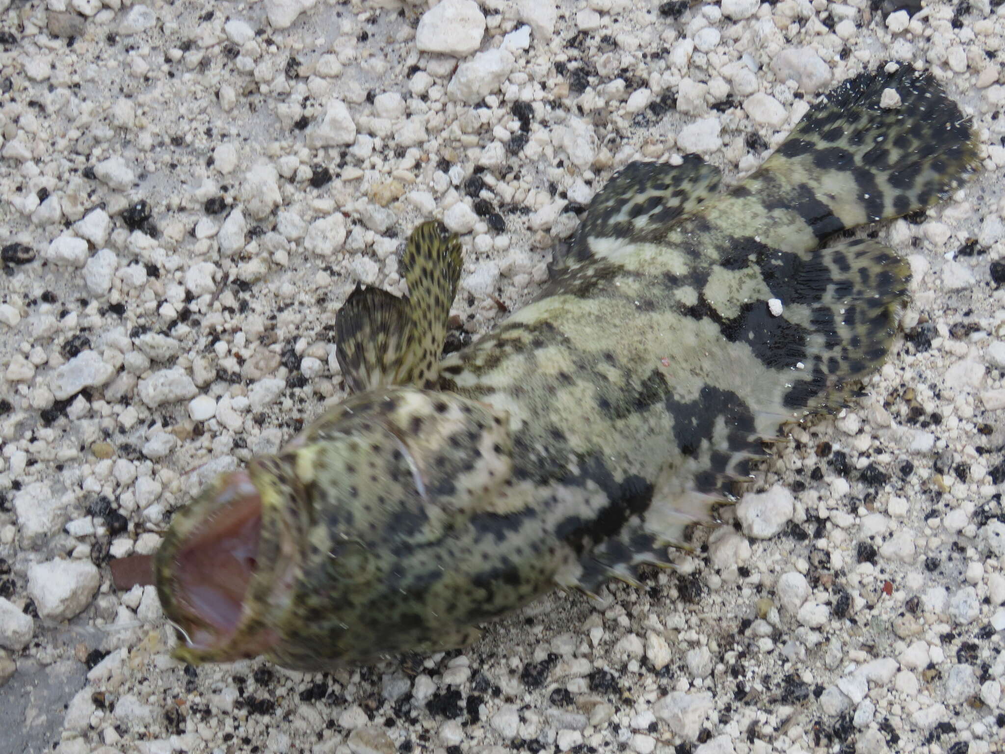 Image of Atlantic Goliath Grouper