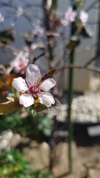 Image of Prune plum