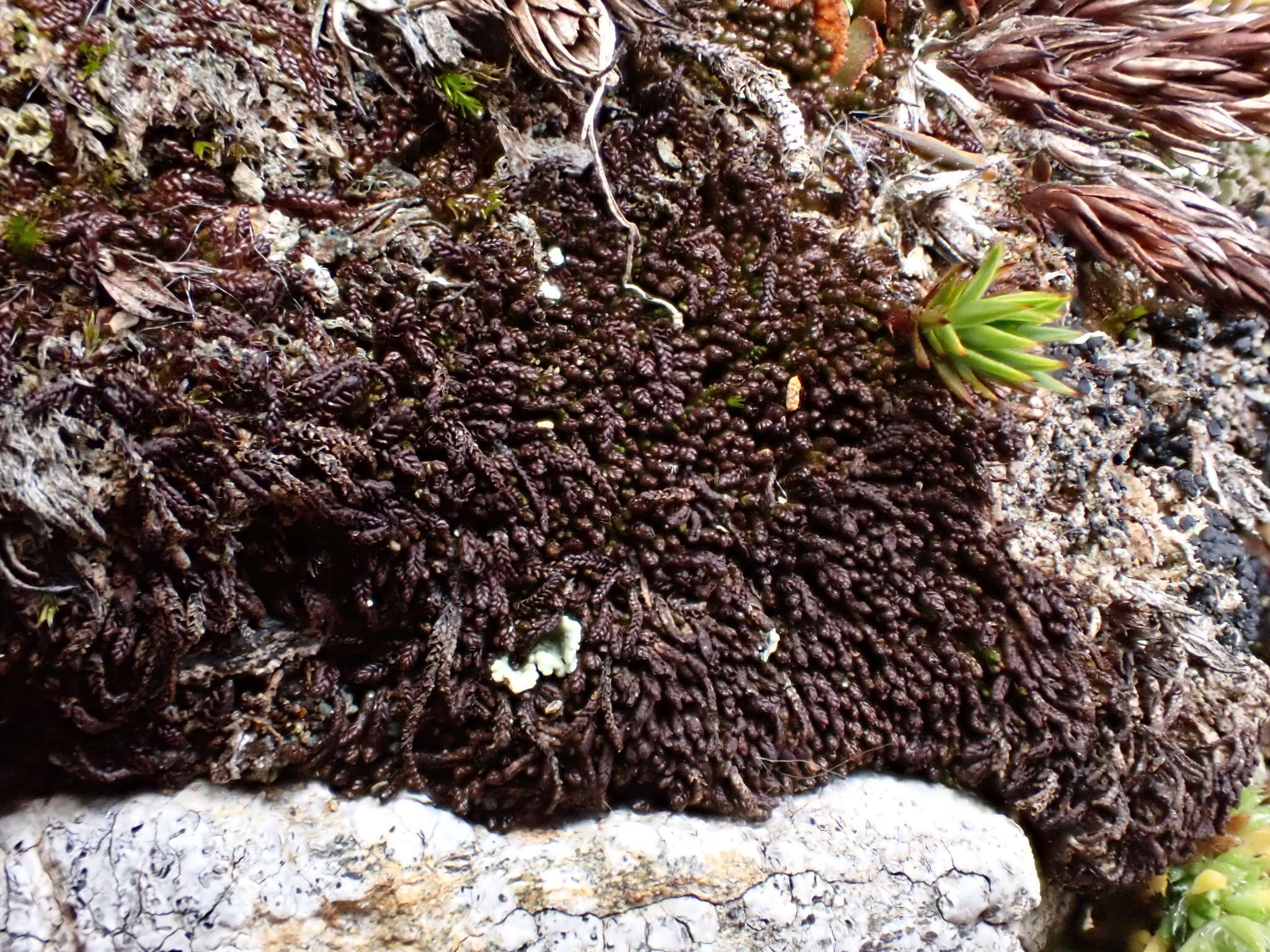 Sivun Marsupella funckii (F. Weber & D. Mohr) Dumort. kuva