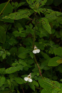 Impatiens burtonii Hook. fil. resmi