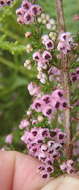 Image of hairy grey heather