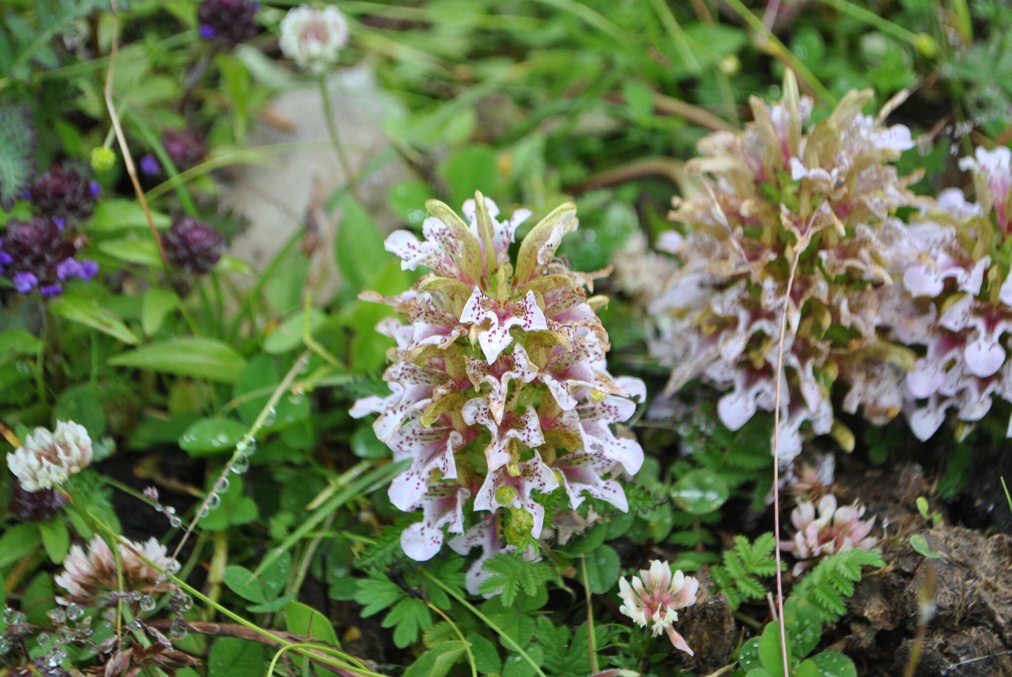 Imagem de Pedicularis stenocorys Franch.