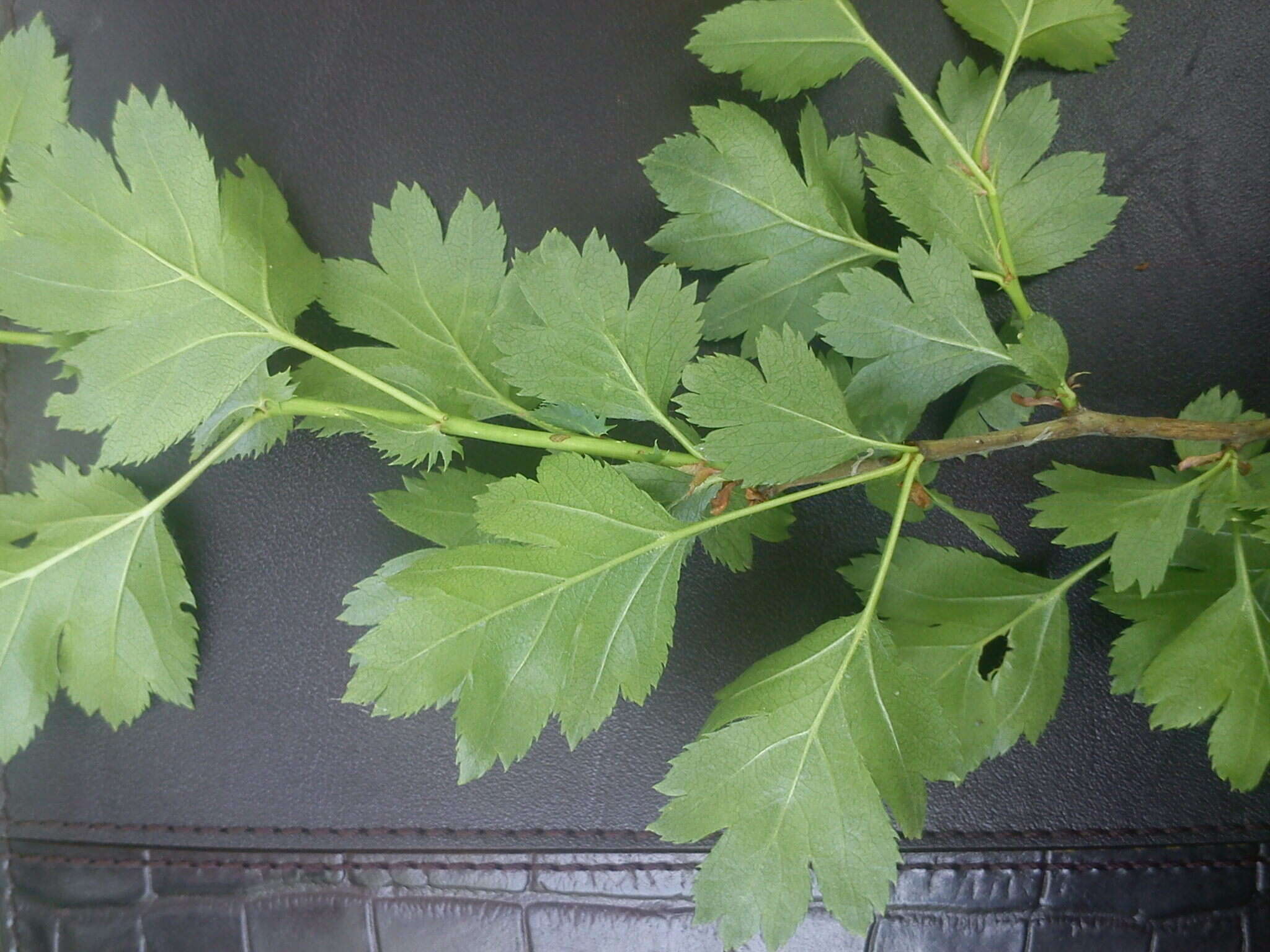 Слика од Crataegus rhipidophylla Gand.