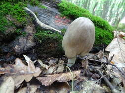 Image of Coprinopsis alopecia (Lasch) La Chiusa & Boffelli 2017