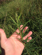 Imagem de Desmodium sessilifolium Torr. & A. Gray