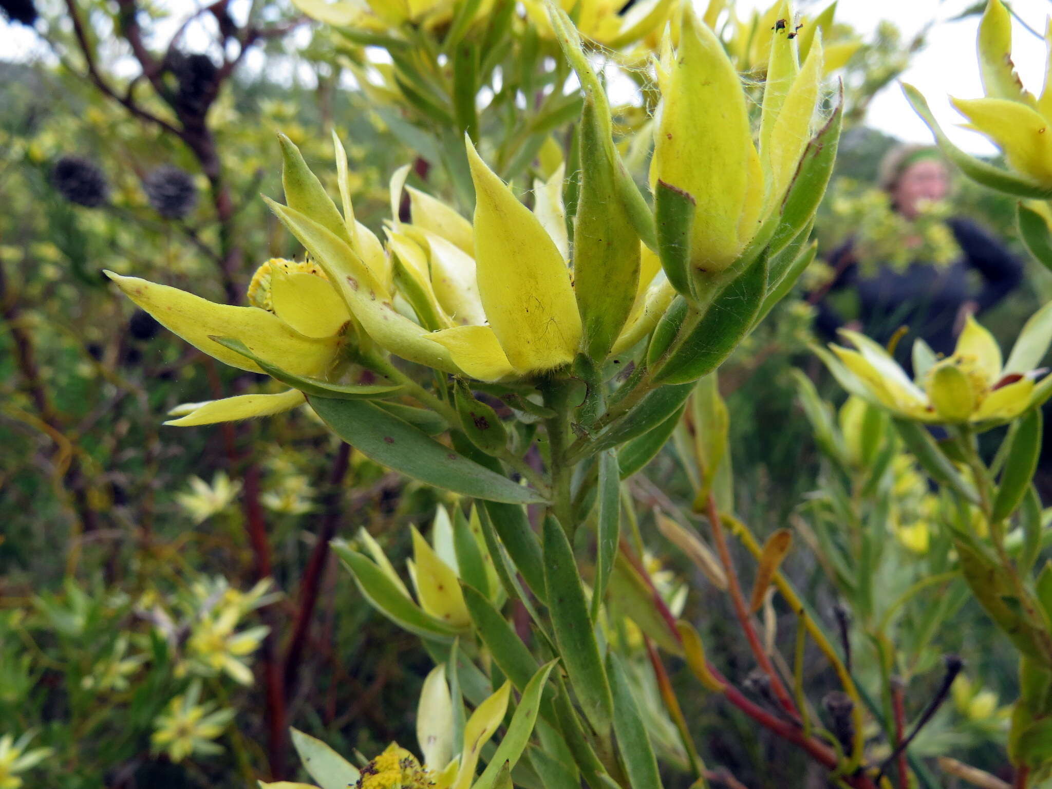 Imagem de Leucadendron floridum R. Br.