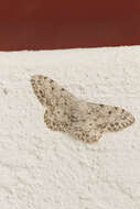 Image of Idaea camparia Herrich-Schäffer 1851