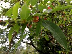 Image of Cratoxylum cochinchinense (Lour.) Bl.