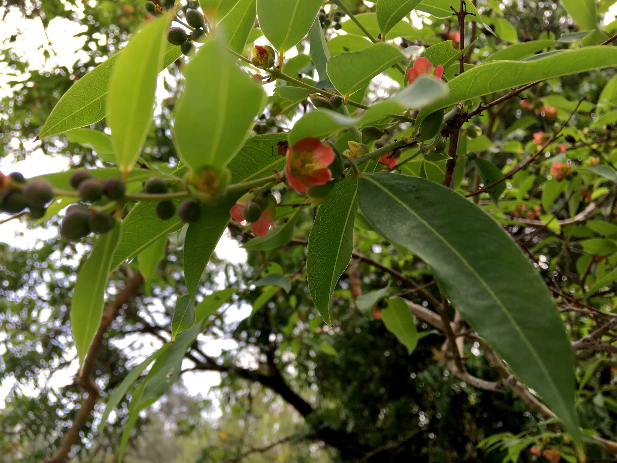 Image de Cratoxylum cochinchinense (Lour.) Bl.