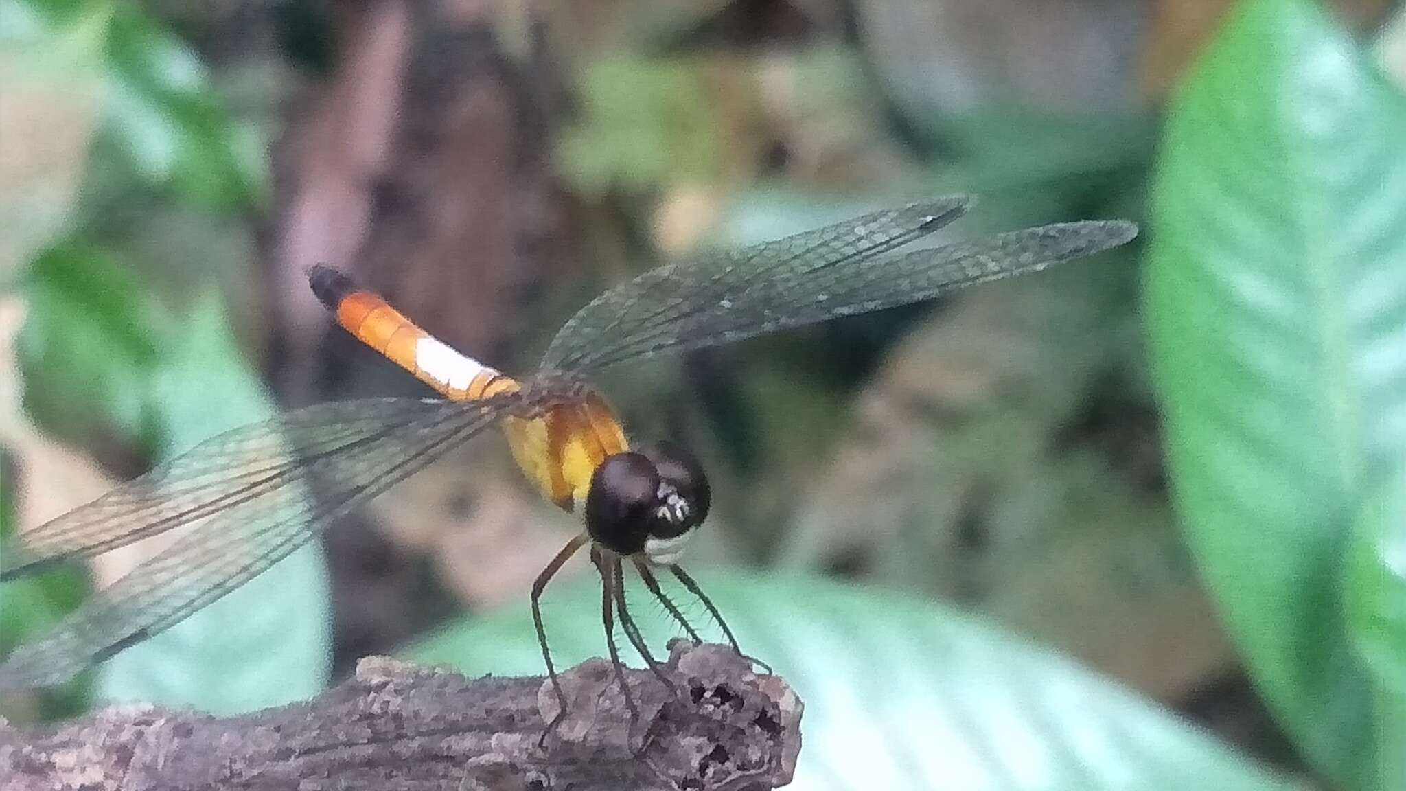 Imagem de Brachygonia oculata (Brauer 1878)