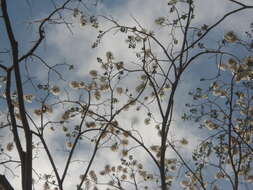 Image de Cordia gerascanthus L.