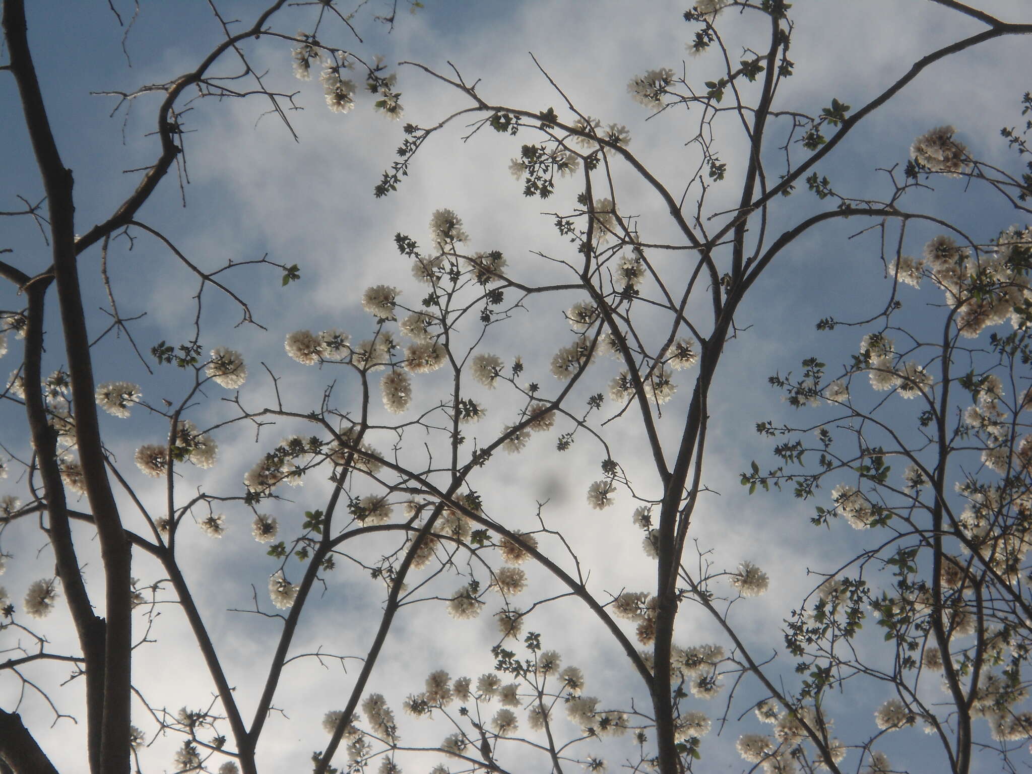 Image de Cordia gerascanthus L.