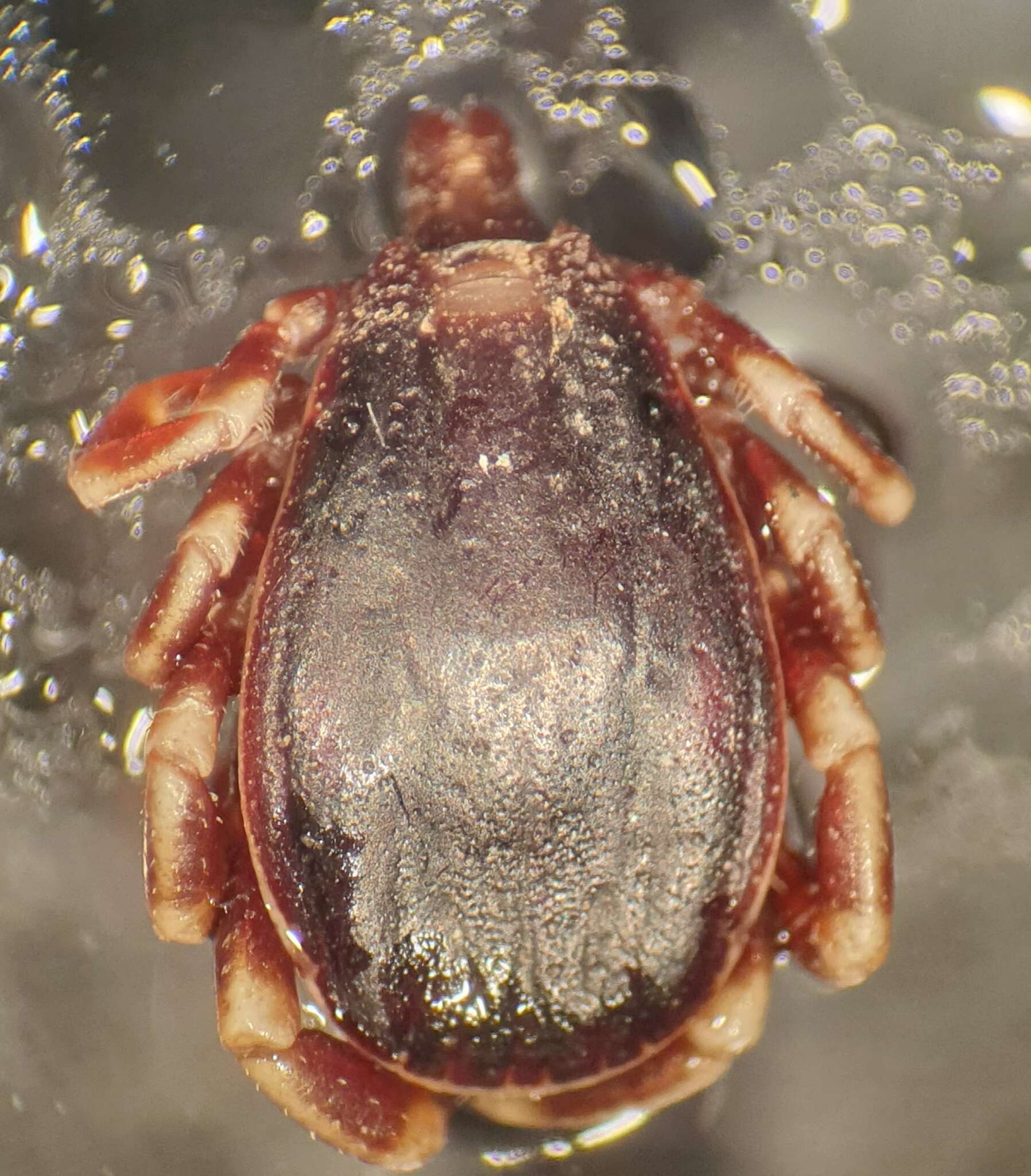 Hyalomma marginatum Koch 1844 resmi