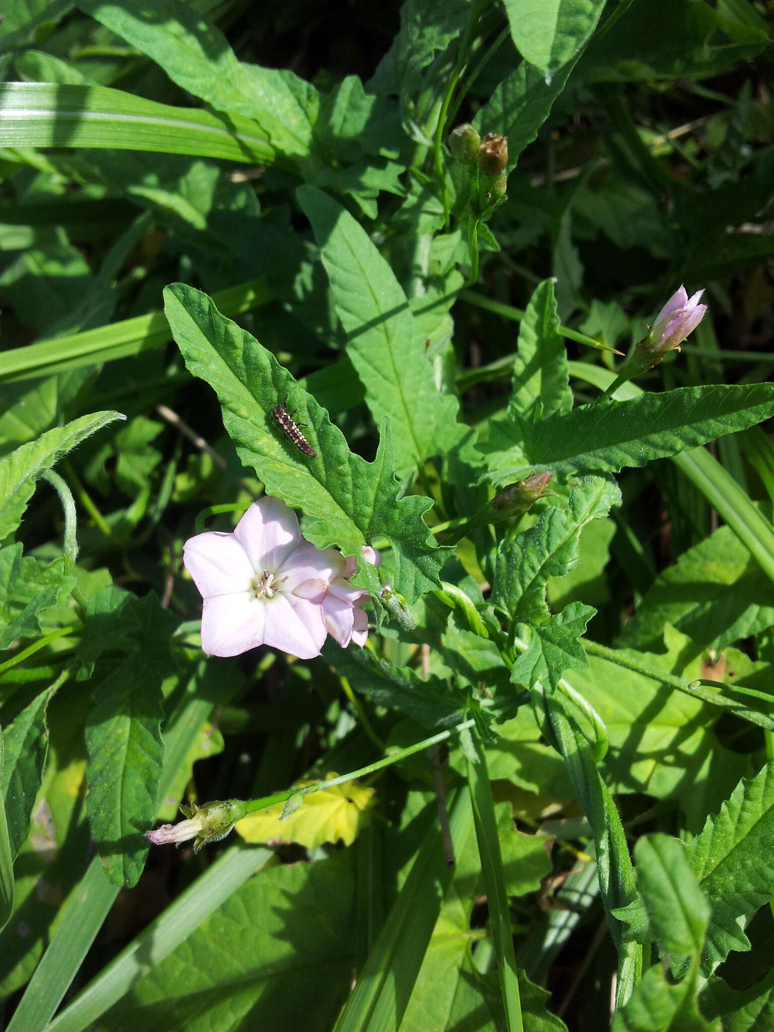 Image de Convolvulus erubescens Sims