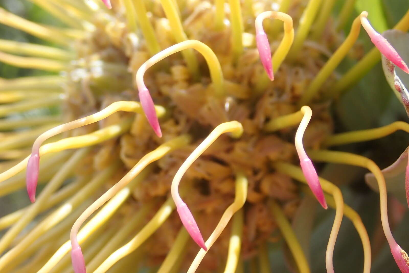 Image of Silver-leaf wheel pincushion