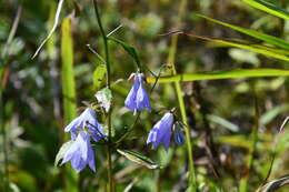 Imagem de Adenophora pereskiifolia (Fisch. ex Schult.) G. Don