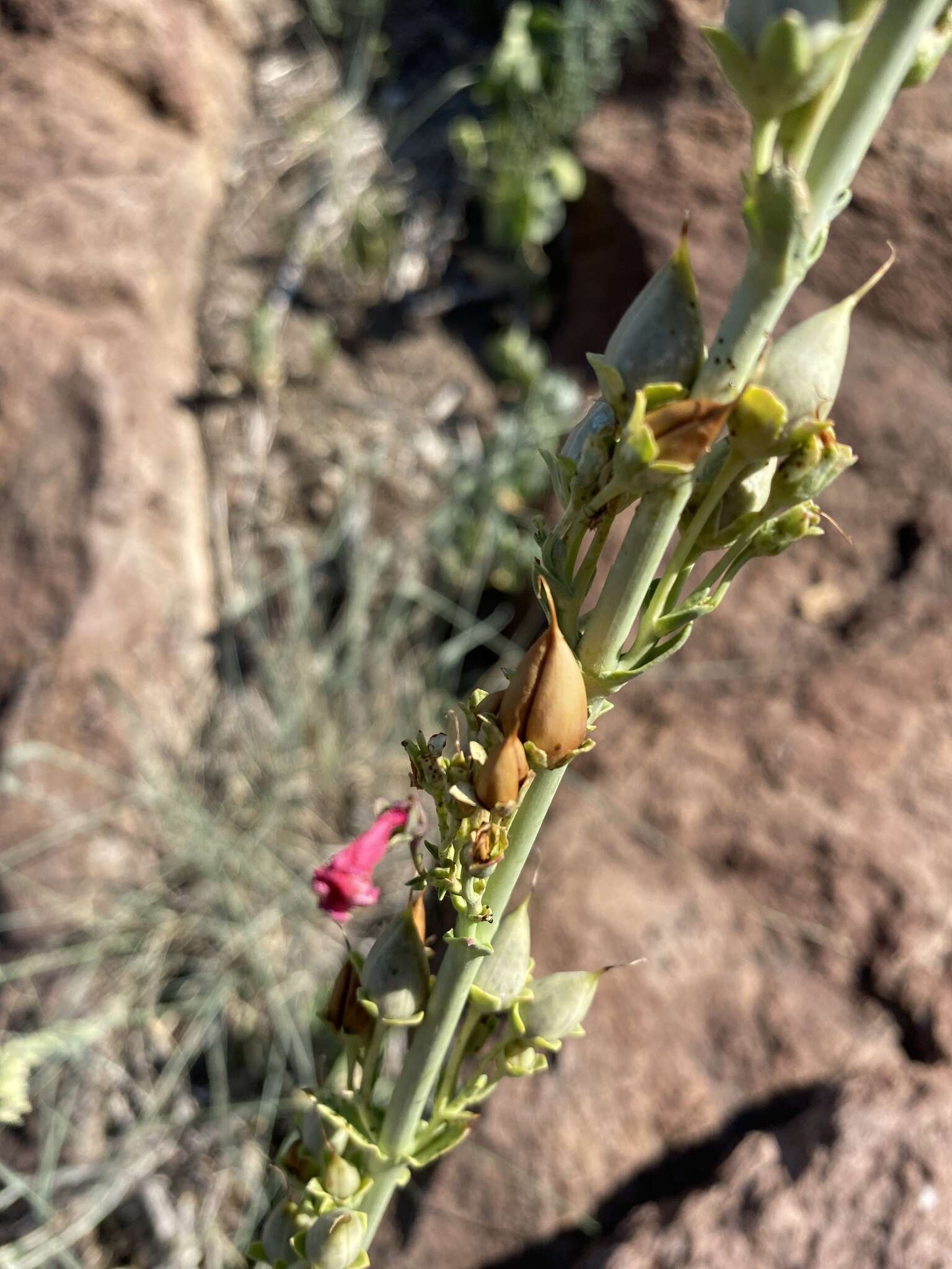 Image of Wright's beardtongue