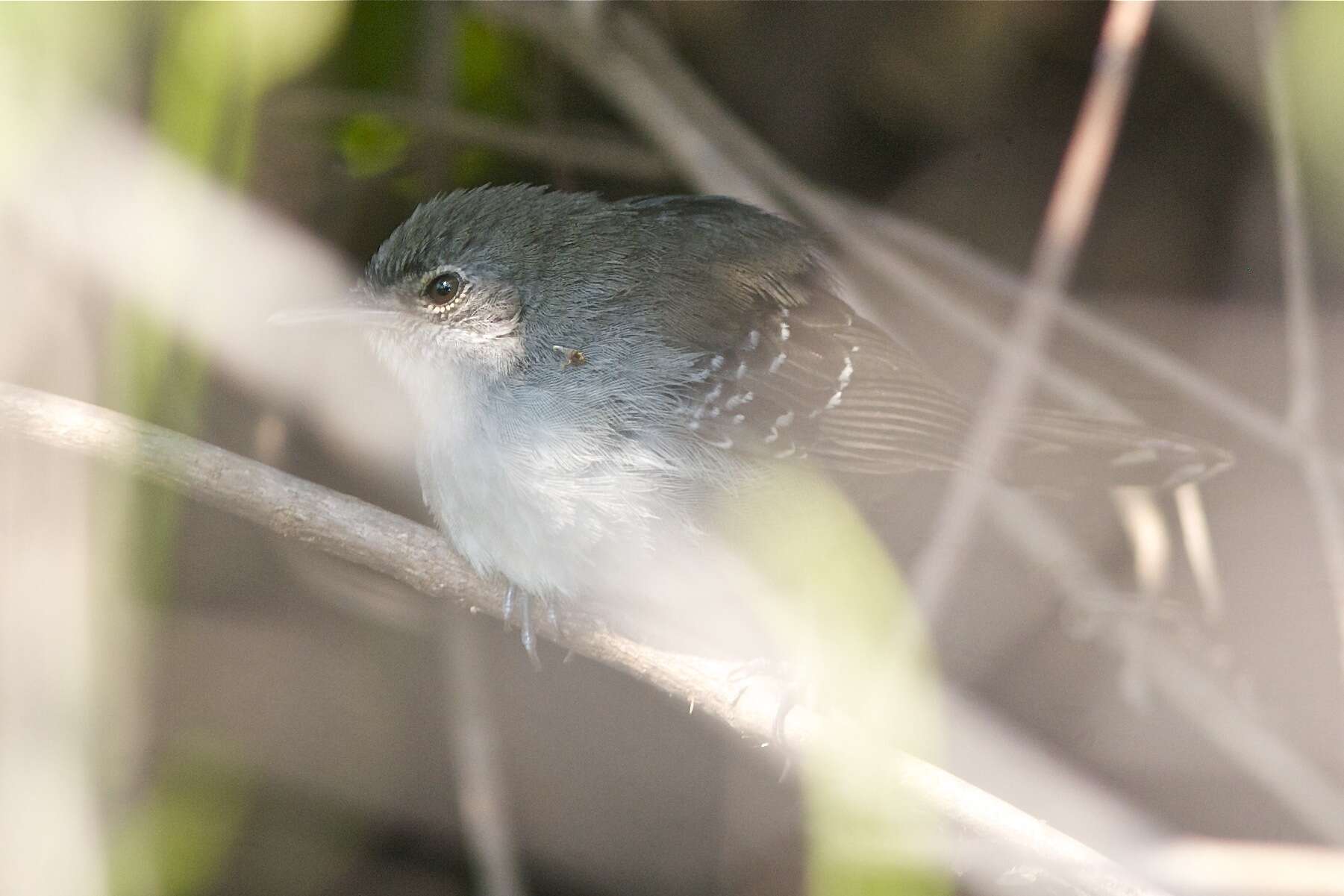 Image of Mato Grosso Antbird