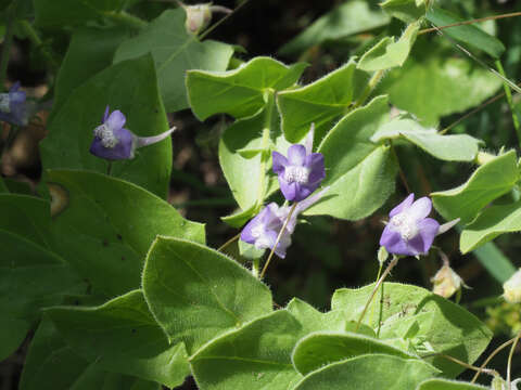 Image of Kickxia commutata subsp. graeca (Bory & Chaub.) R. Fernandes