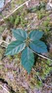 Plancia ëd Gynostemma pentaphyllum (Thunb.) Makino