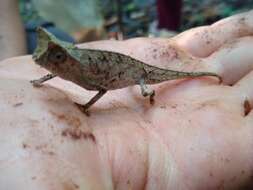 Image of Perinet Leaf Chameleon