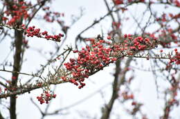 Image of Diels's cotoneaster