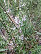 Plancia ëd Stachys hyssopifolia subsp. hyssopifolia