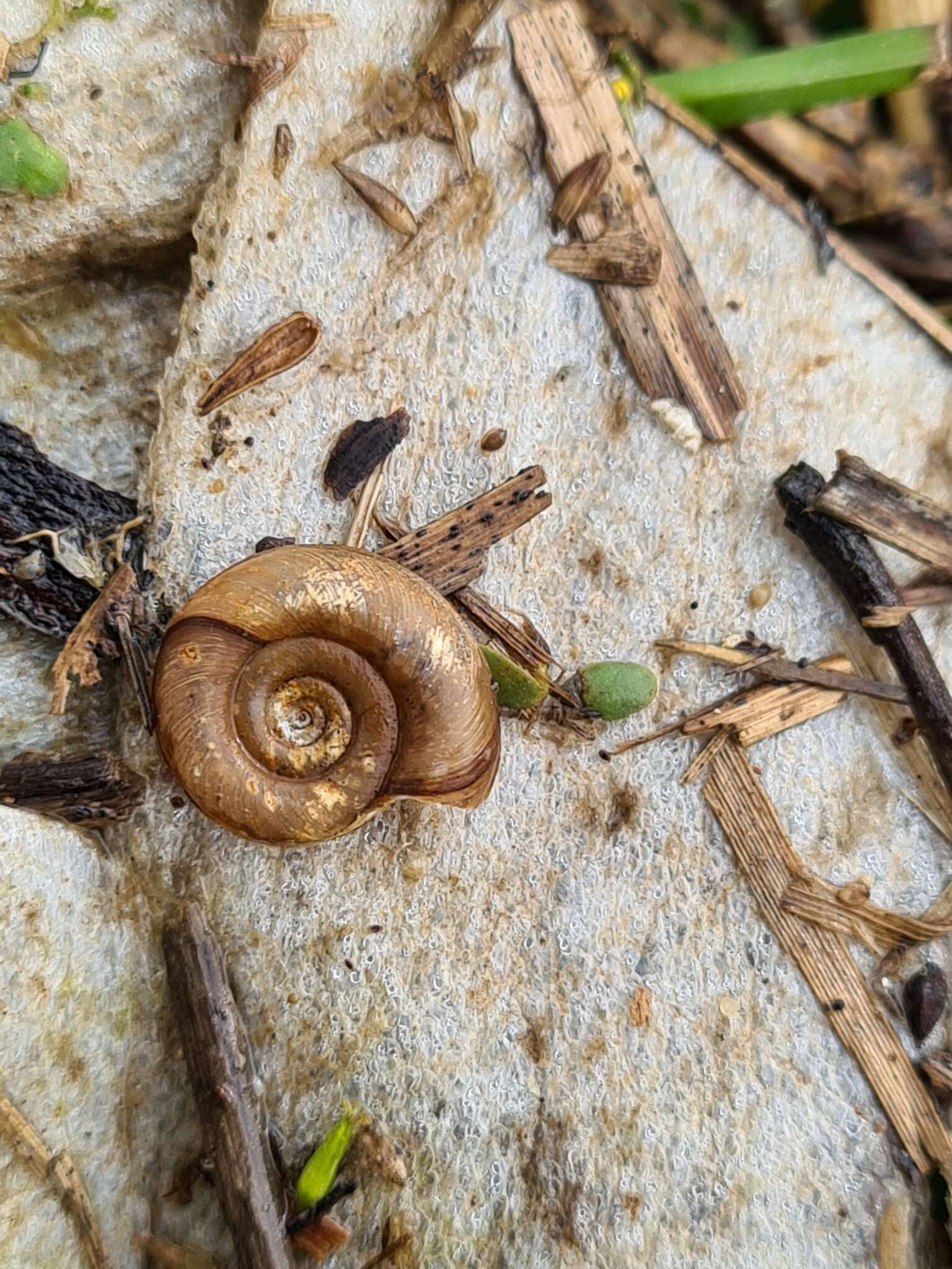 Image of Ram's Horn Snail