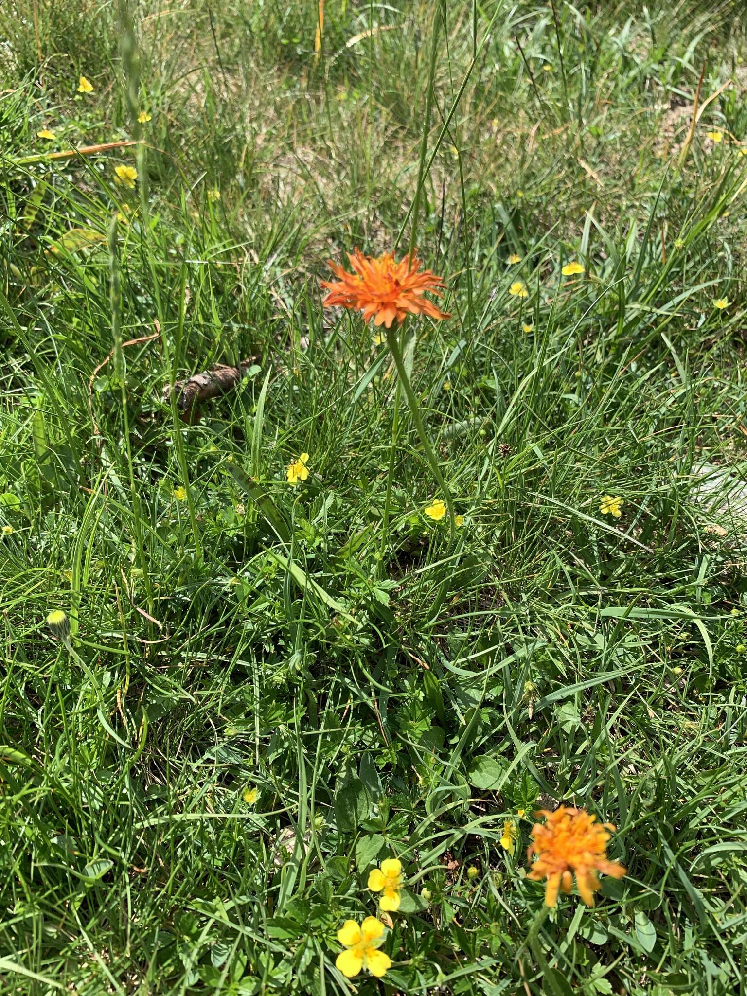 صورة Crepis aurea (L.) Cass.