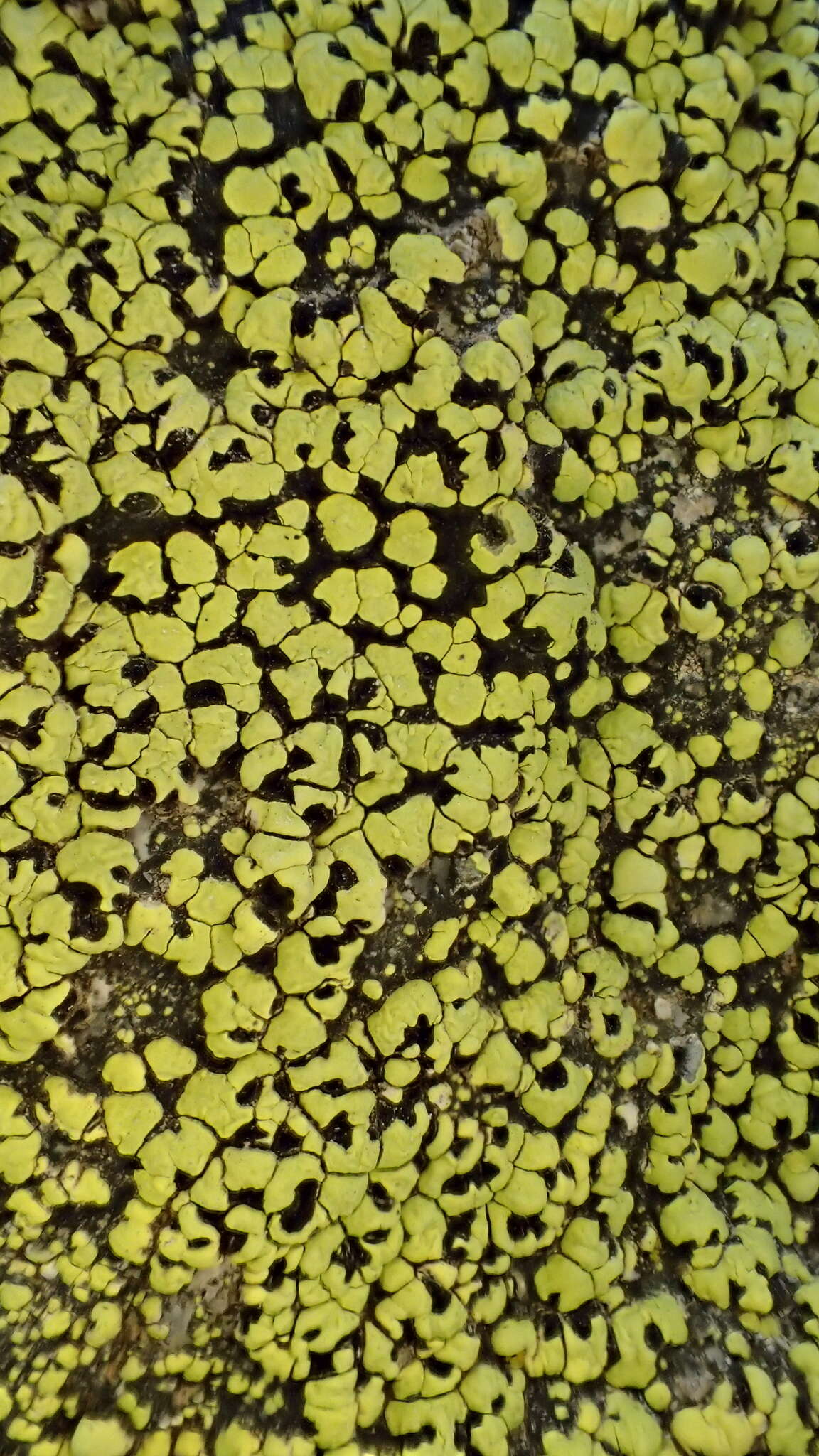 Image of largespore map lichen