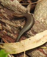 Image of Southern Forest Cool-skink