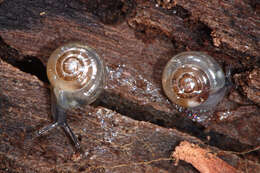 Image of common crystal snail