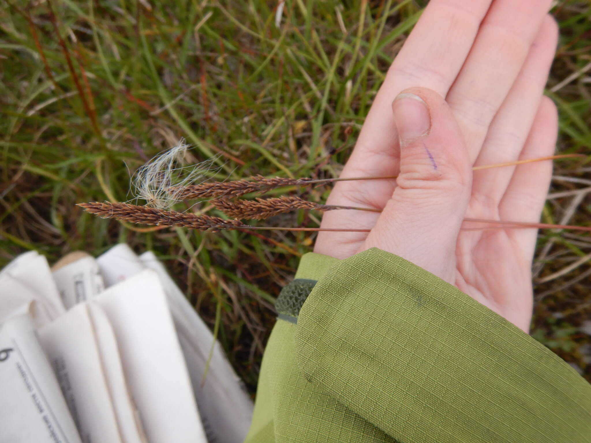 Image of Holm's reedgrass