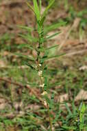 Image of Pimelea axiflora subsp. axiflora