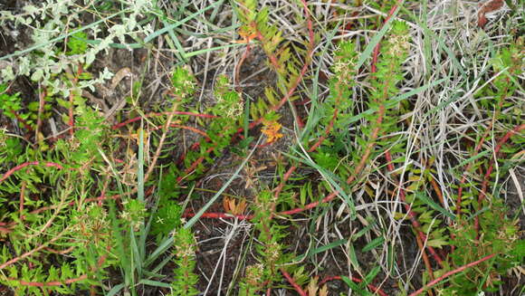 Image of Laurembergia repens subsp. brachypoda (Welw. ex Hiern) Oberm.