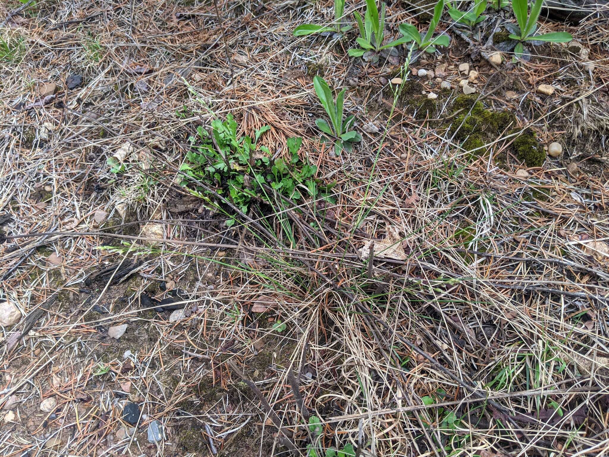 Image of mountain ricegrass