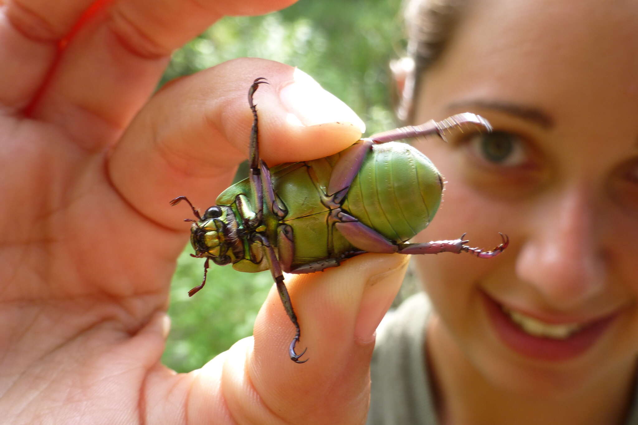 Imagem de Chrysina beyeri (Skinner 1905)