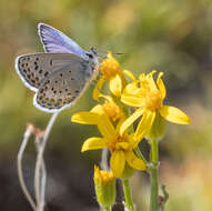 Image of <i>Plebejus fridayi</i>