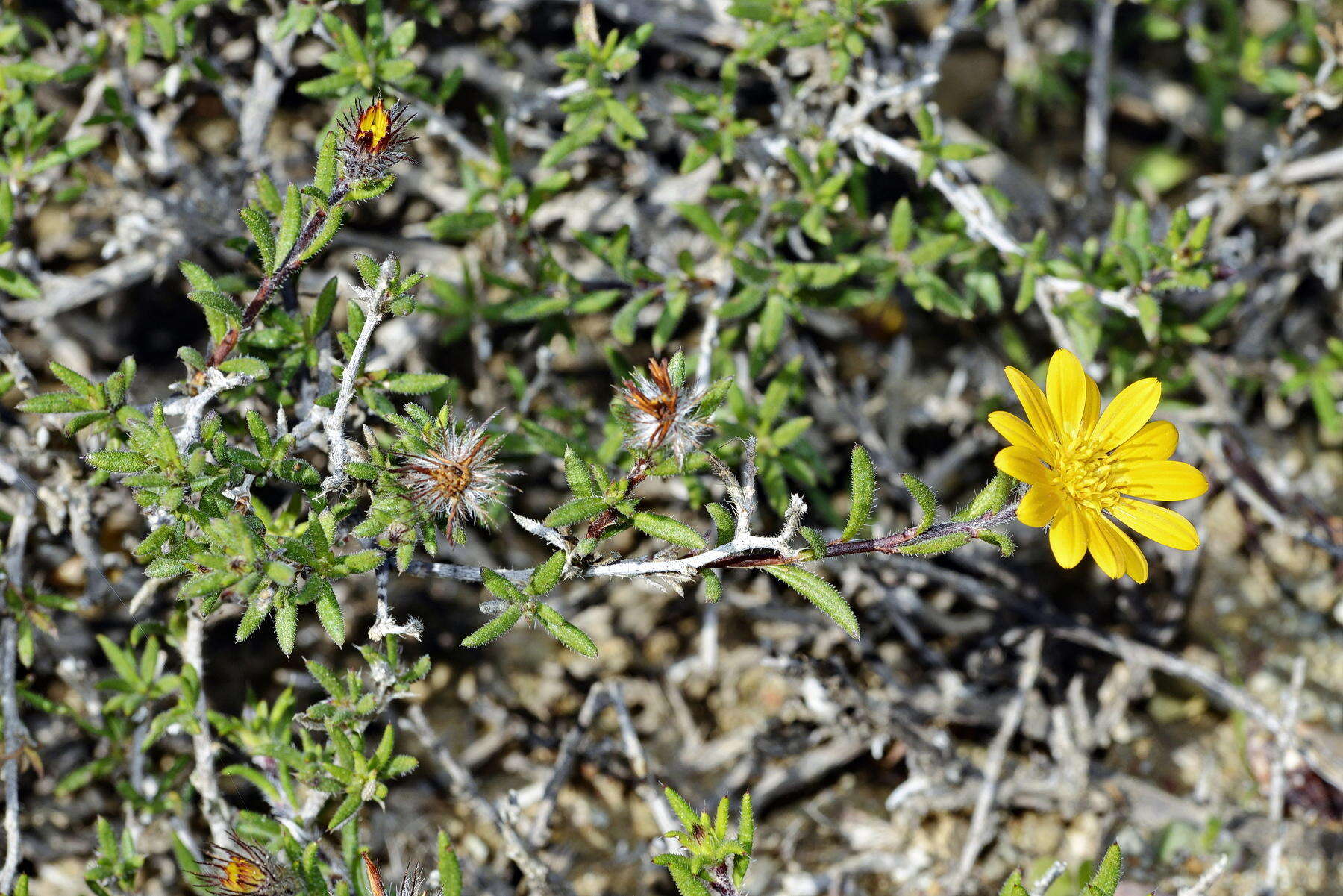 Imagem de Hirpicium integrifolium (Thunb.) Less.