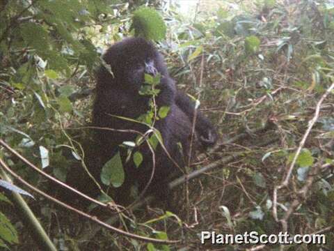 Image of Mountain Gorilla