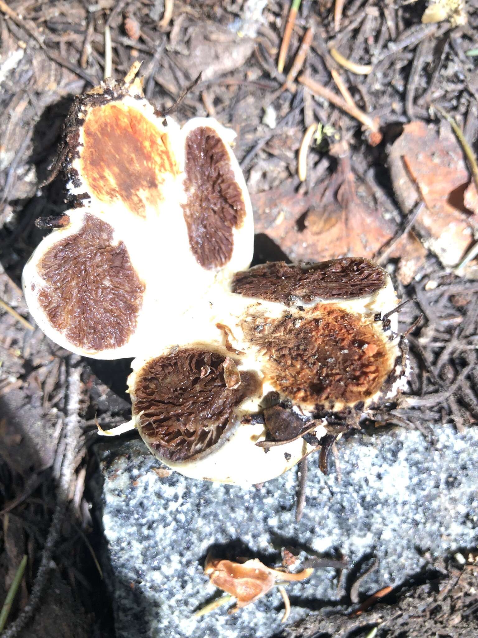 Image de Pholiota nubigena (Harkn.) Redhead 2014