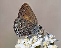 صورة Satyrium behrii (Edwards 1870)