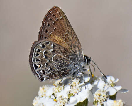 Image of Behrs Hairstreak