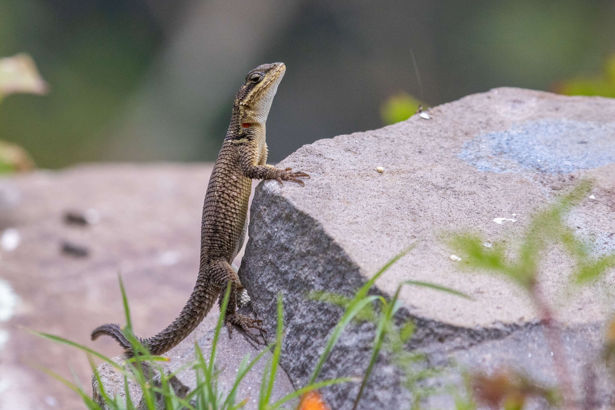 Sivun Sceloporus dugesii Bocourt 1873 kuva