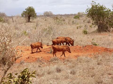 Image of Desert Warthog