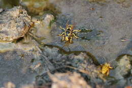 Image de Vespula atropilosa (Sladen 1918)